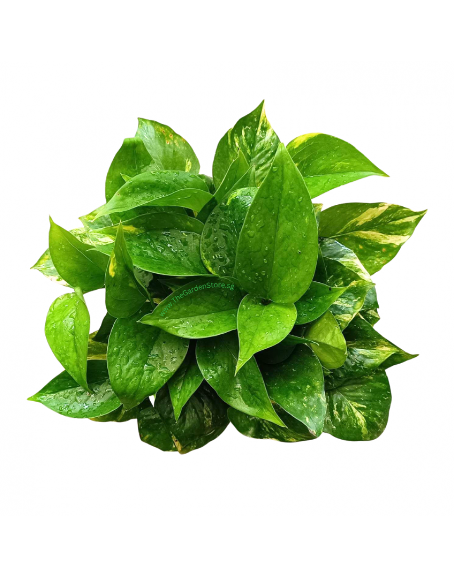 Money plant Green potted plant